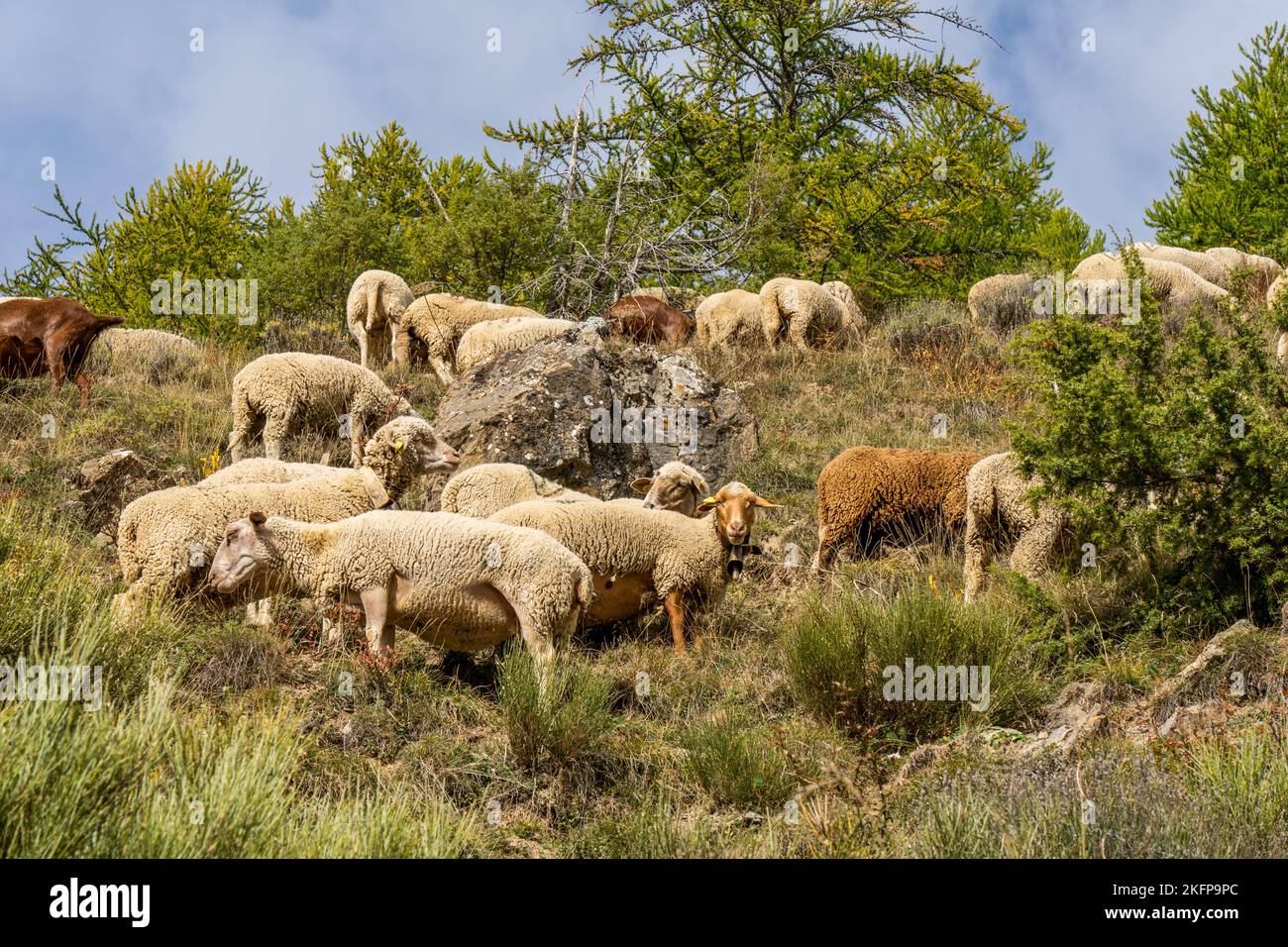 Herde von Schafen grasen auf der A-Weide im Hochland, im Herbst, gegen den Felsen und Bäume Hintergrund. Französische Schafe. Fotos in hoher Qualität Stockfoto