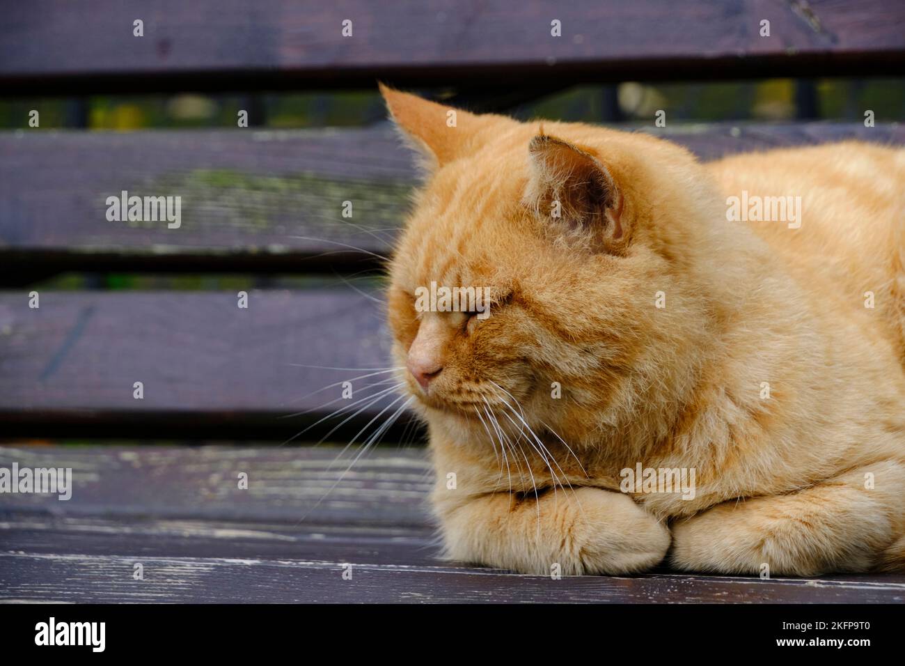 Alte, rothaarige Katze schläft auf einer Holzbank Stockfoto