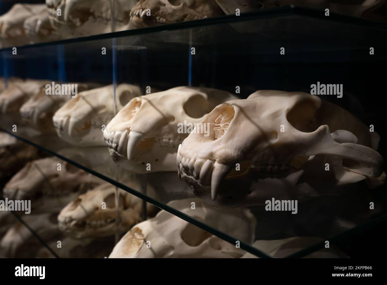 Polar Bear Skull Sammlung im Naturhistorischen Museum von Dänemark / Zoologisches Museum der Universität Kopenhagen (Ursus maritimus) (Bear Skulls) Stockfoto