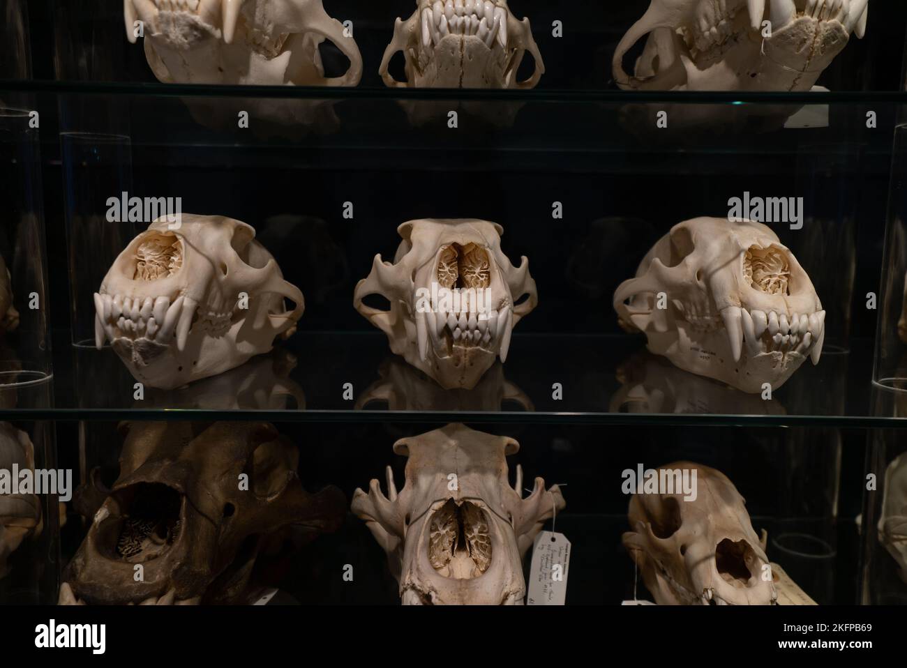 Polar Bear Skull Sammlung im Naturhistorischen Museum von Dänemark / Zoologisches Museum der Universität Kopenhagen (Ursus maritimus) (Bear Skulls) Stockfoto