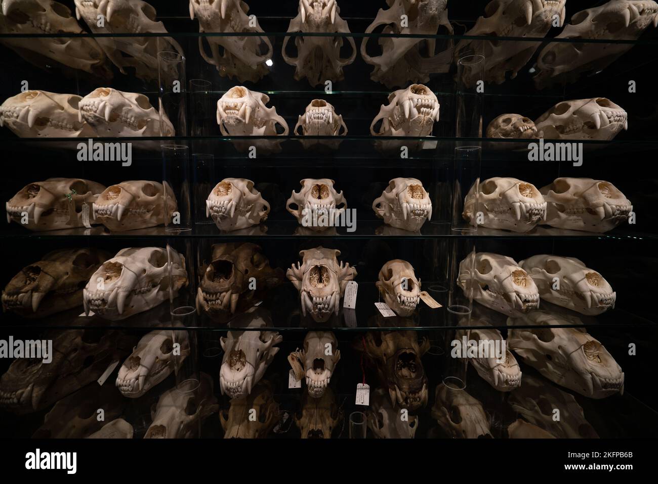 Polar Bear Skull Sammlung im Naturhistorischen Museum von Dänemark / Zoologisches Museum der Universität Kopenhagen (Ursus maritimus) (Bear Skulls) Stockfoto