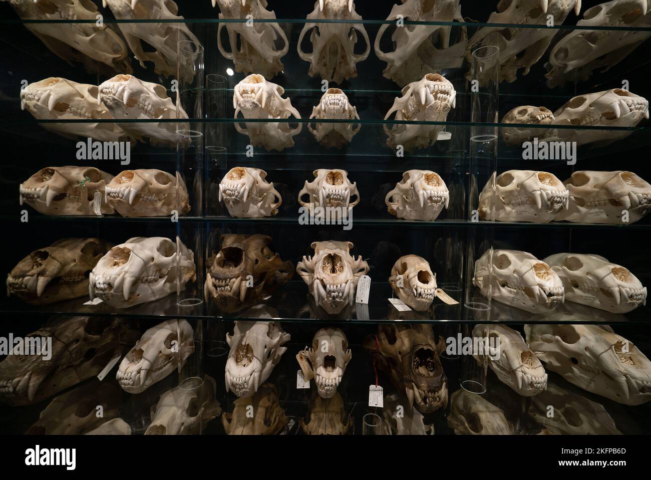 Polar Bear Skull Sammlung im Naturhistorischen Museum von Dänemark / Zoologisches Museum der Universität Kopenhagen (Ursus maritimus) (Bear Skulls) Stockfoto