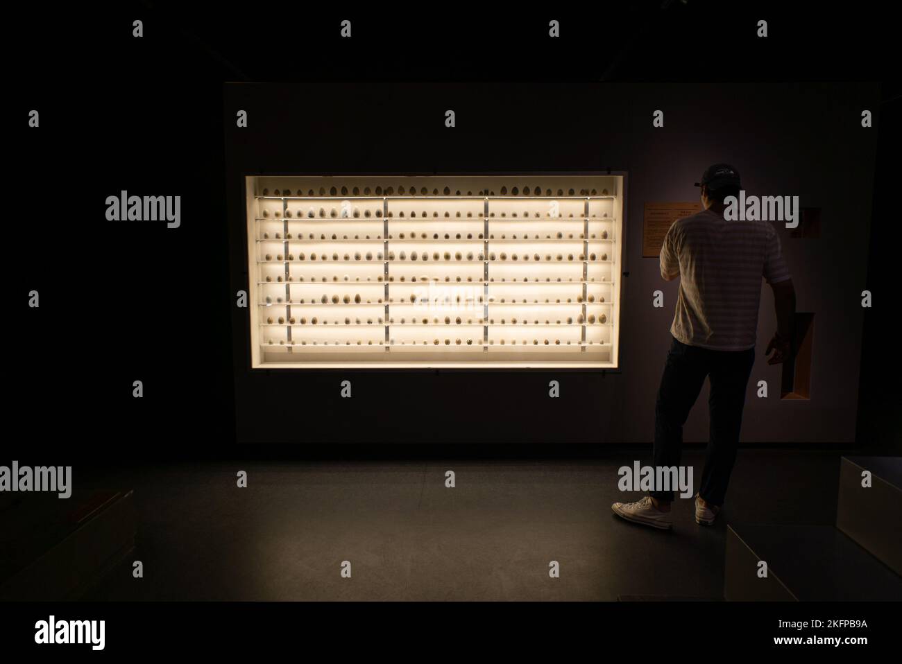 Schrank mit einer Sammlung von Vogeleiern im Naturkundemuseum von Dänemark / Zoologisches Museum der Universität von Kopenhagen. Vogeleisammlung. Stockfoto
