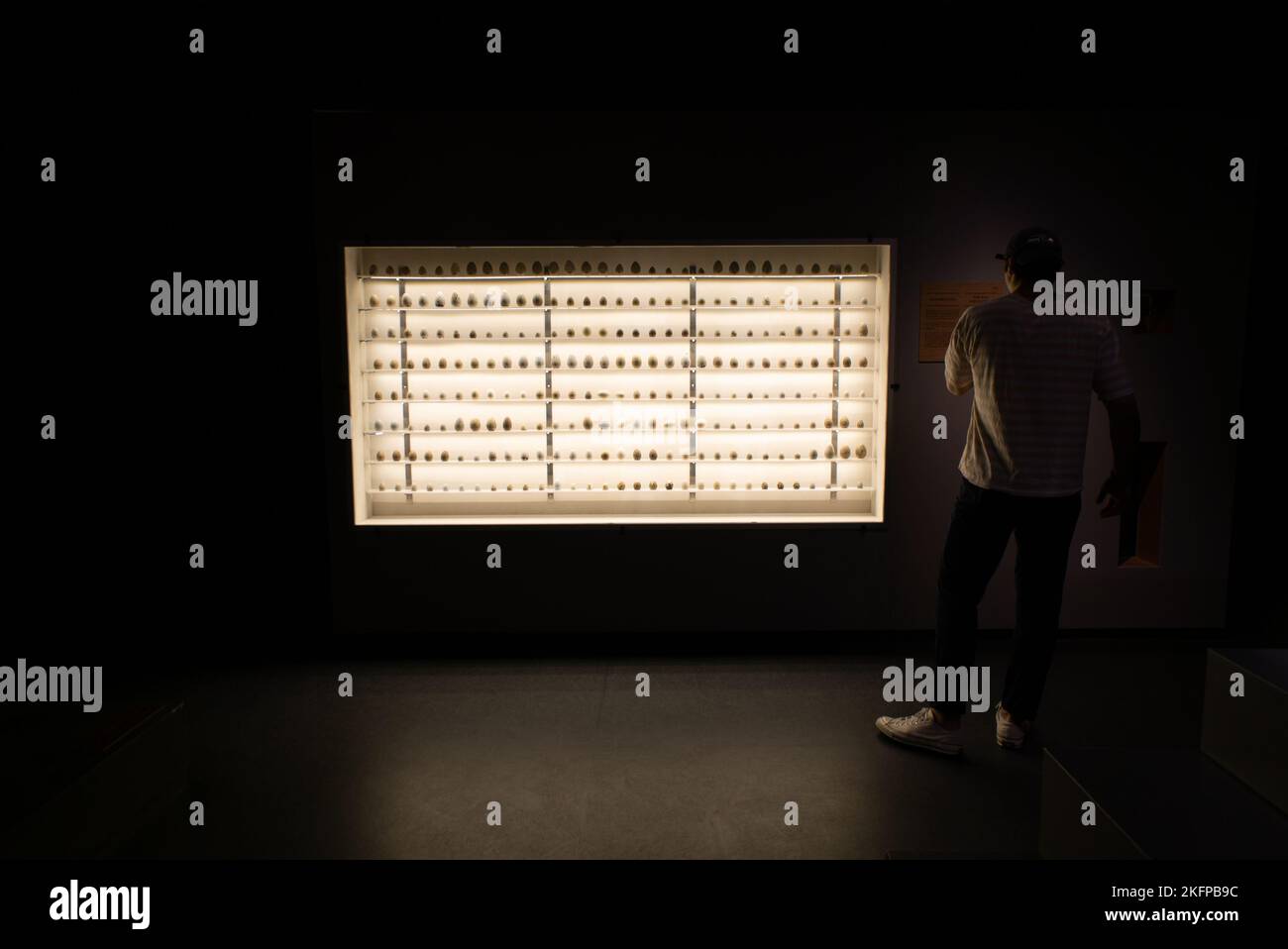 Schrank mit einer Sammlung von Vogeleiern im Naturkundemuseum von Dänemark / Zoologisches Museum der Universität von Kopenhagen. Vogeleisammlung. Stockfoto