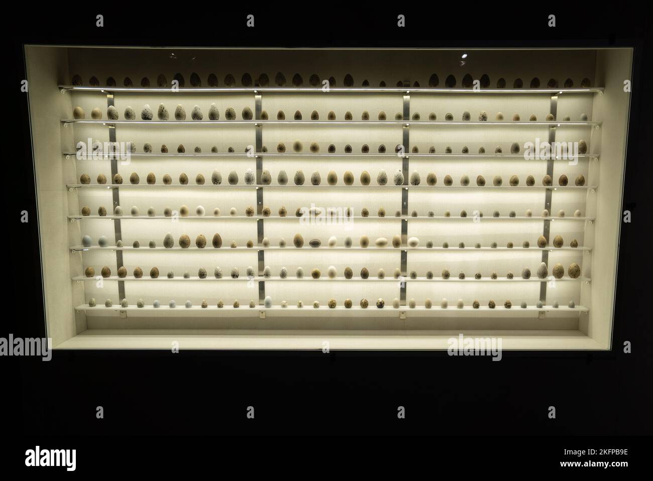 Schrank mit einer Sammlung von Vogeleiern im Naturkundemuseum von Dänemark / Zoologisches Museum der Universität von Kopenhagen. Vogeleisammlung. Stockfoto