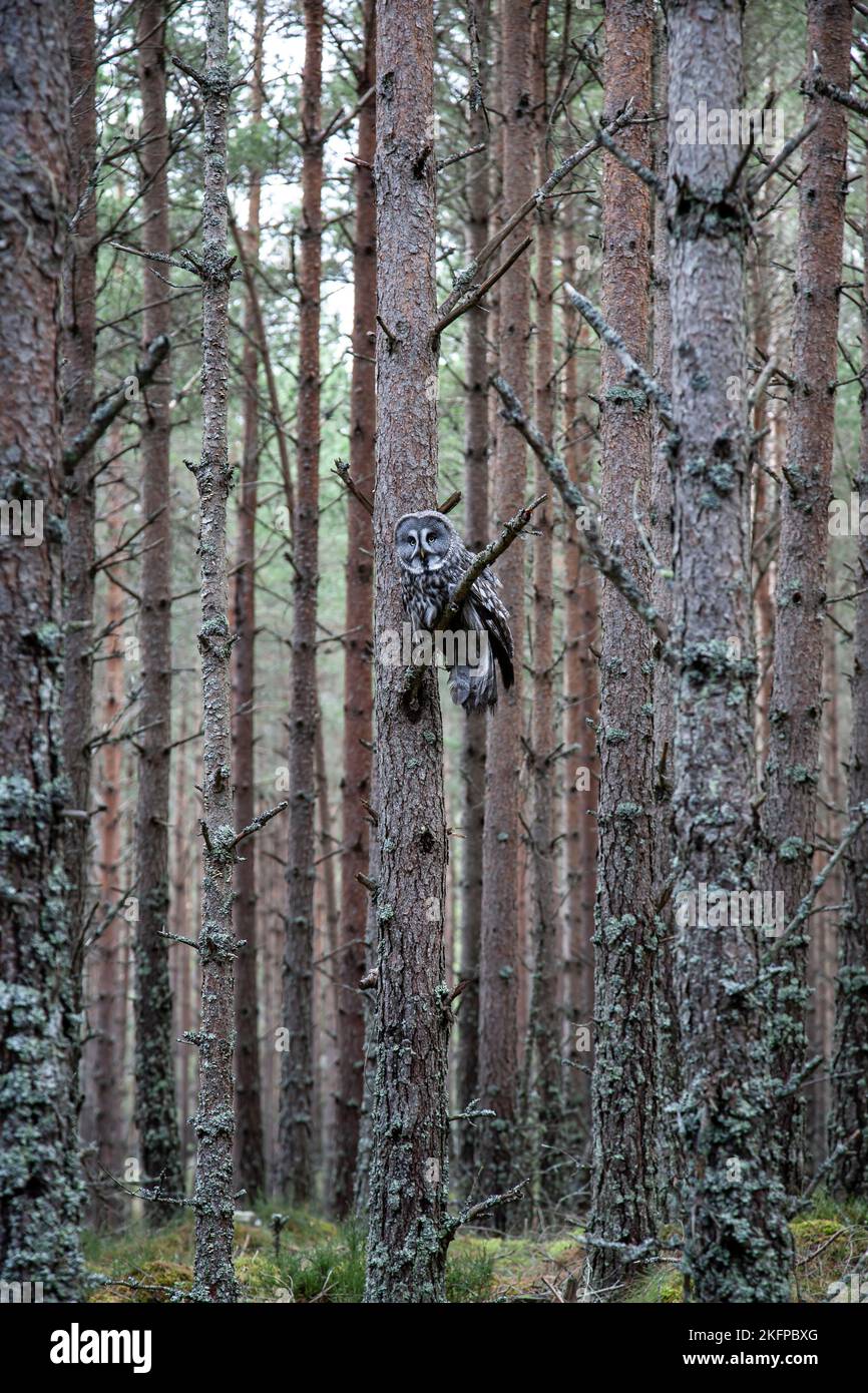 Große graue Eule Strix nebulosa hoch auf einem hohen Baum, der unter kontrollierten Bedingungen zwischen Wäldern im Cairngorms National Park, Schottland, Großbritannien, gefangen wurde Stockfoto