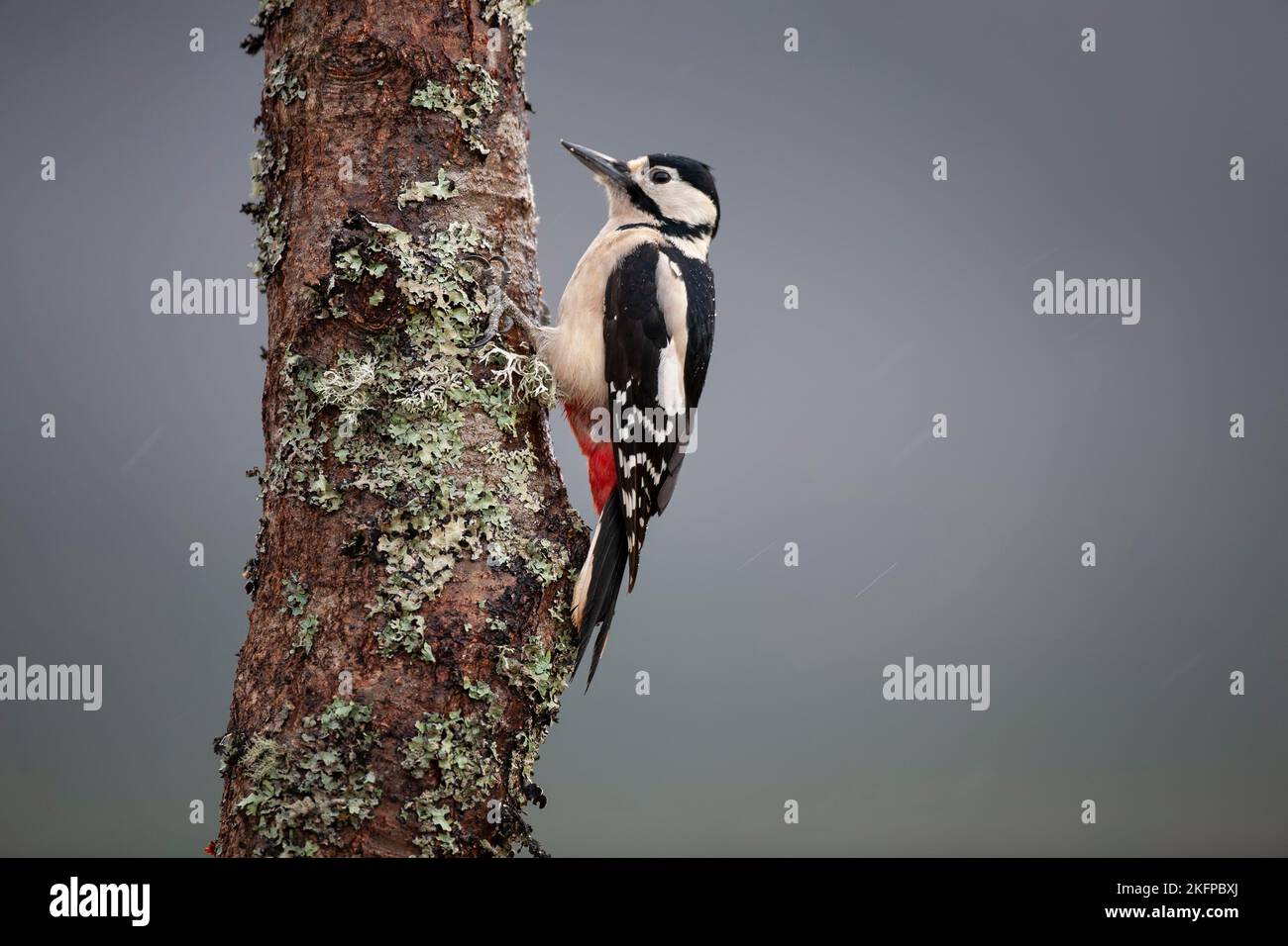 Ein weiblicher Woodpecker Dendrocopos Major im Profil, der sich an einem mit Flechten bedeckten Baum mit diffusem Hintergrund in Schottland klammert Stockfoto