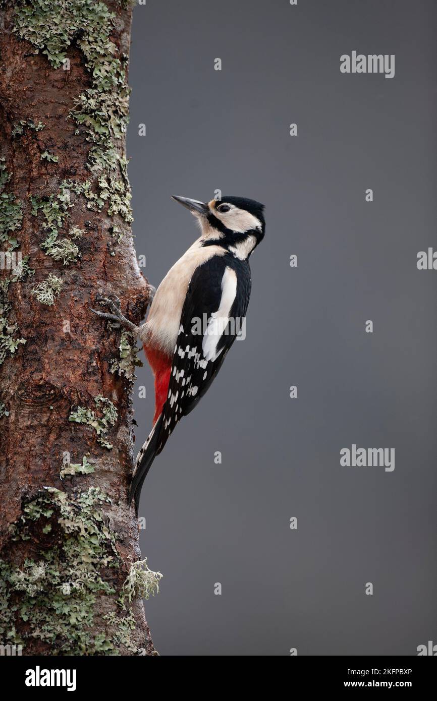 Ein weiblicher Woodpecker Dendrocopos Major im Profil, der sich an einem mit Flechten bedeckten Baum mit diffusem Hintergrund in Schottland klammert Stockfoto