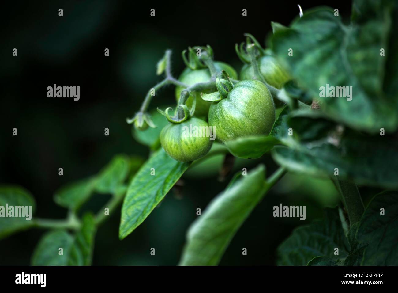 Frische unreife grüne Tomaten auf Pflanzen Stockfoto