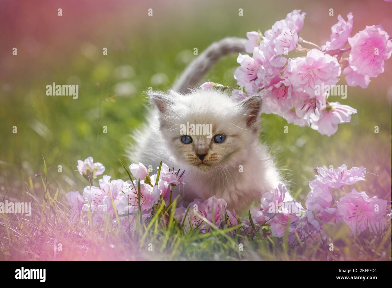 Ragdoll Kätzchen Stockfoto