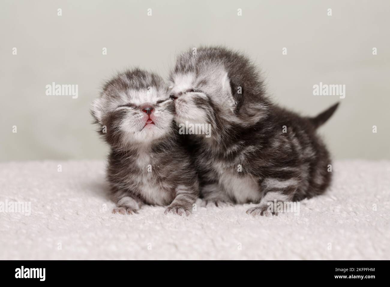2 Britische Kurzhaar-Babys Stockfoto