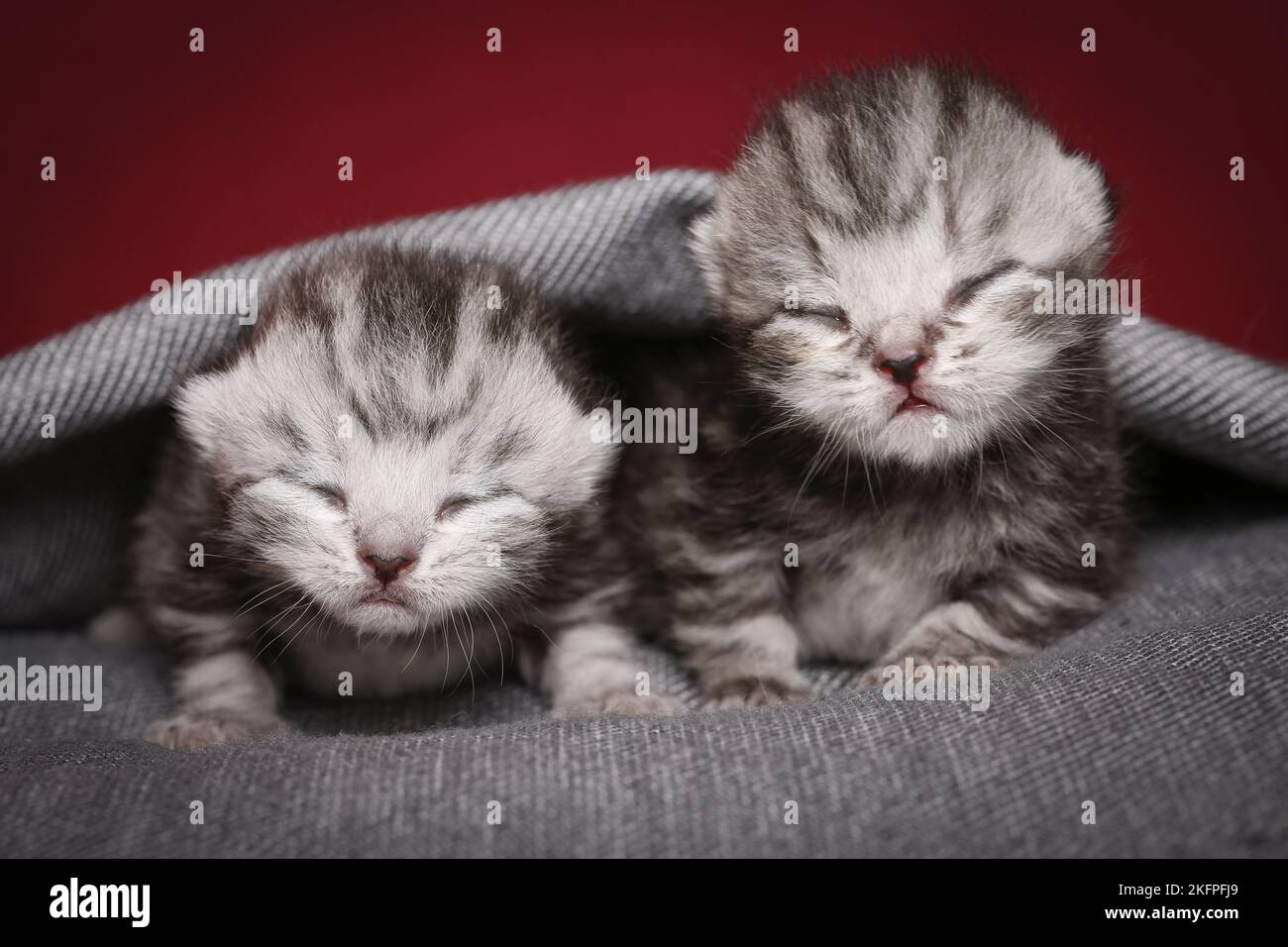 2 Britische Kurzhaar-Babys Stockfoto