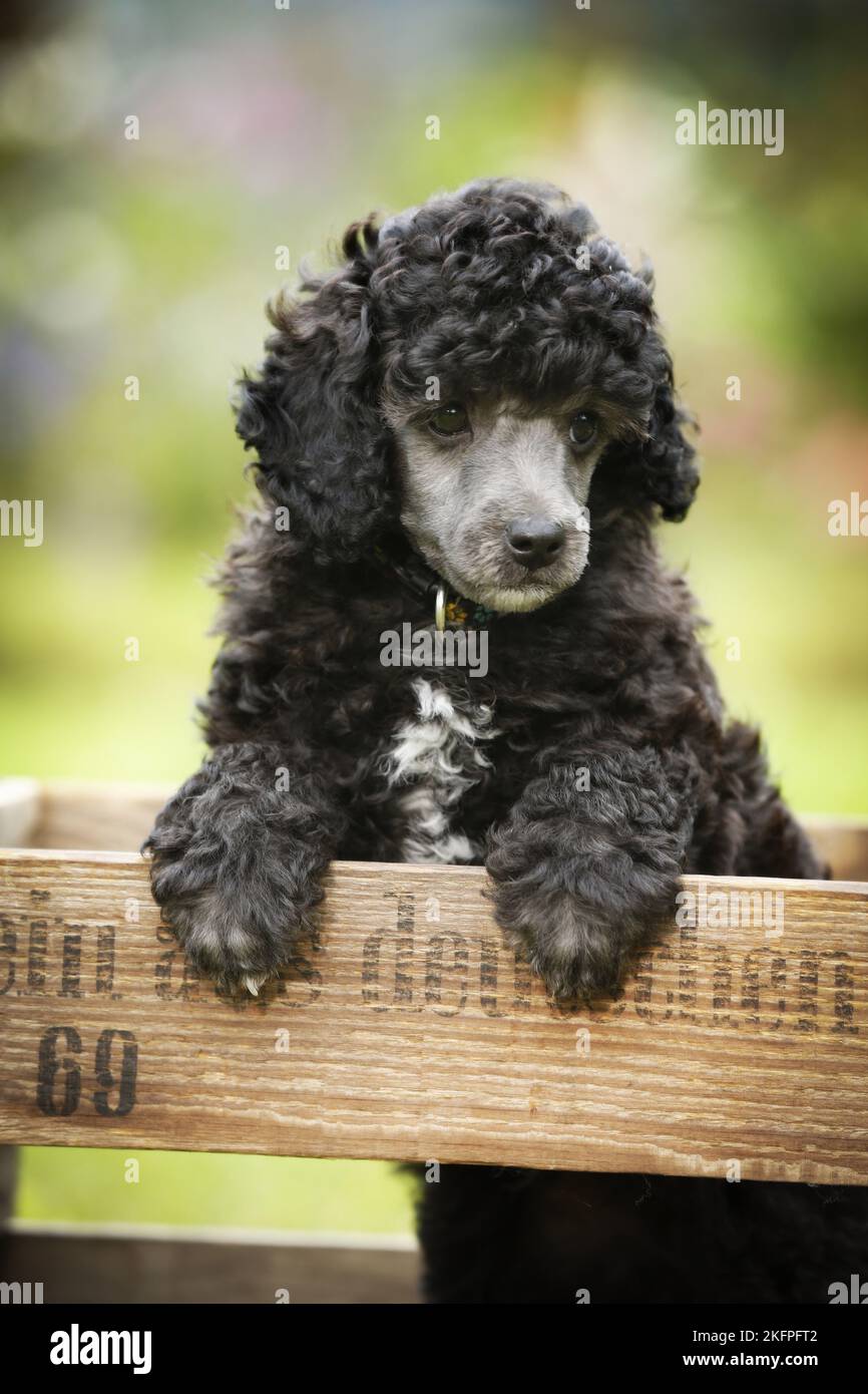 Miniatur Pudel Welpen Stockfoto