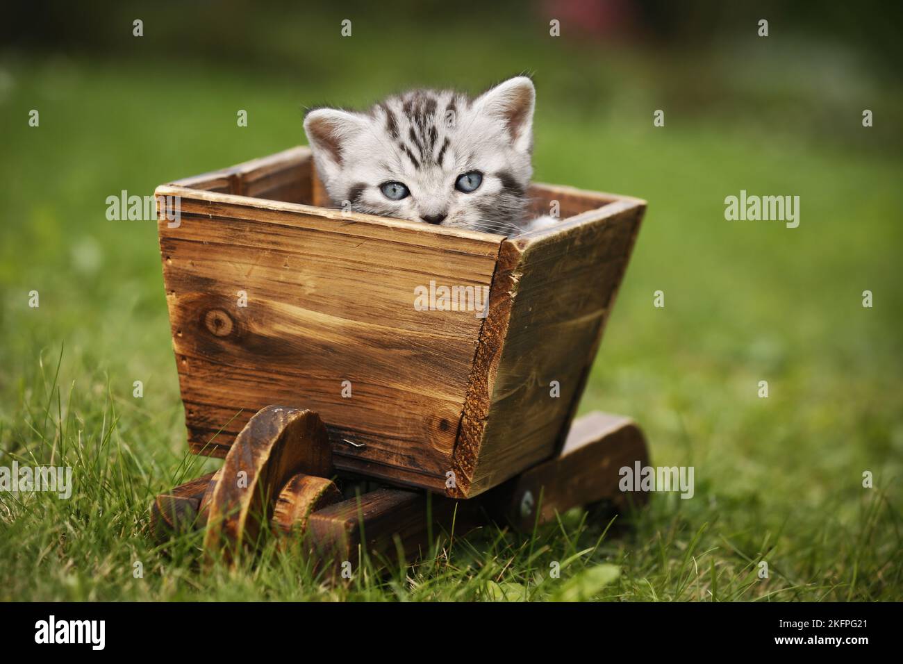 Britisch Kurzhaar Kätzchen Stockfoto