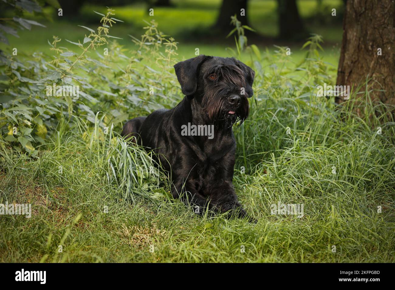 liegenden Riesenschnauzer Stockfoto