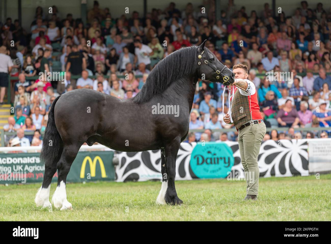 Welsh Cob Hengstklassen auf der Royal Welsh Show 2022 im Hauptring. Builth Wells, Powys, Wales. Stockfoto