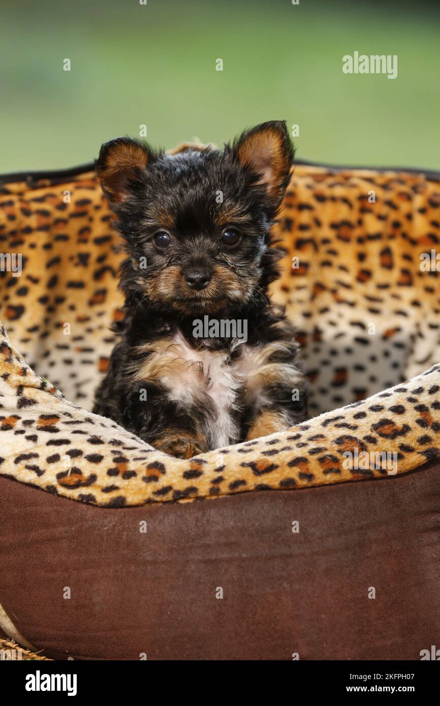 Yorkshire Terrier Welpen Stockfoto