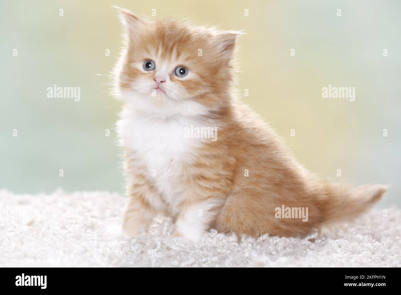 Highlander Kitten Stockfoto