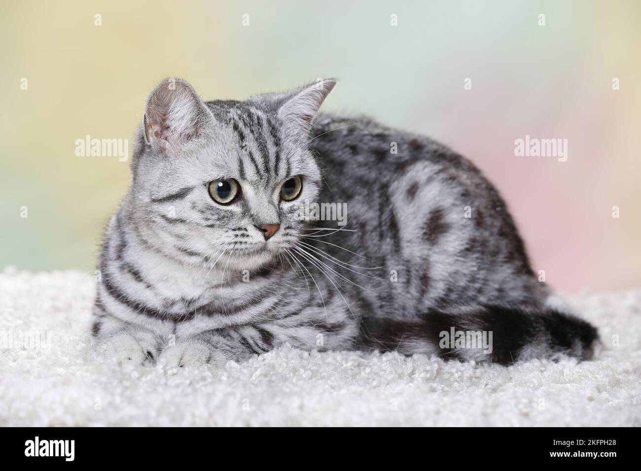 junge Britisch Kurzhaar Stockfoto