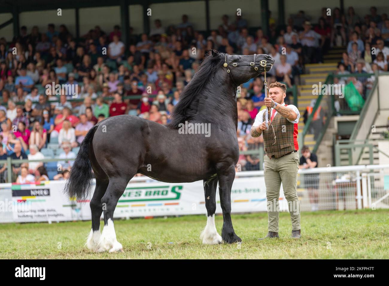 Welsh Cob Hengstklassen auf der Royal Welsh Show 2022 im Hauptring. Builth Wells, Powys, Wales. Stockfoto