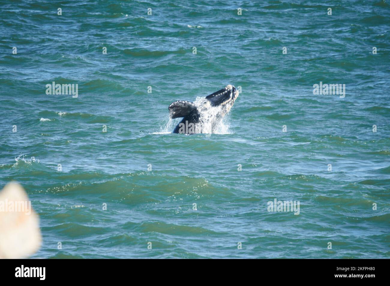 Südlicher rechter Walkalb, der vom landbasierten Standort Hermanus Südafrika aus gesehen wird. Jährliche Migration von der Antarktis zum Kalben und Mate. Stockfoto