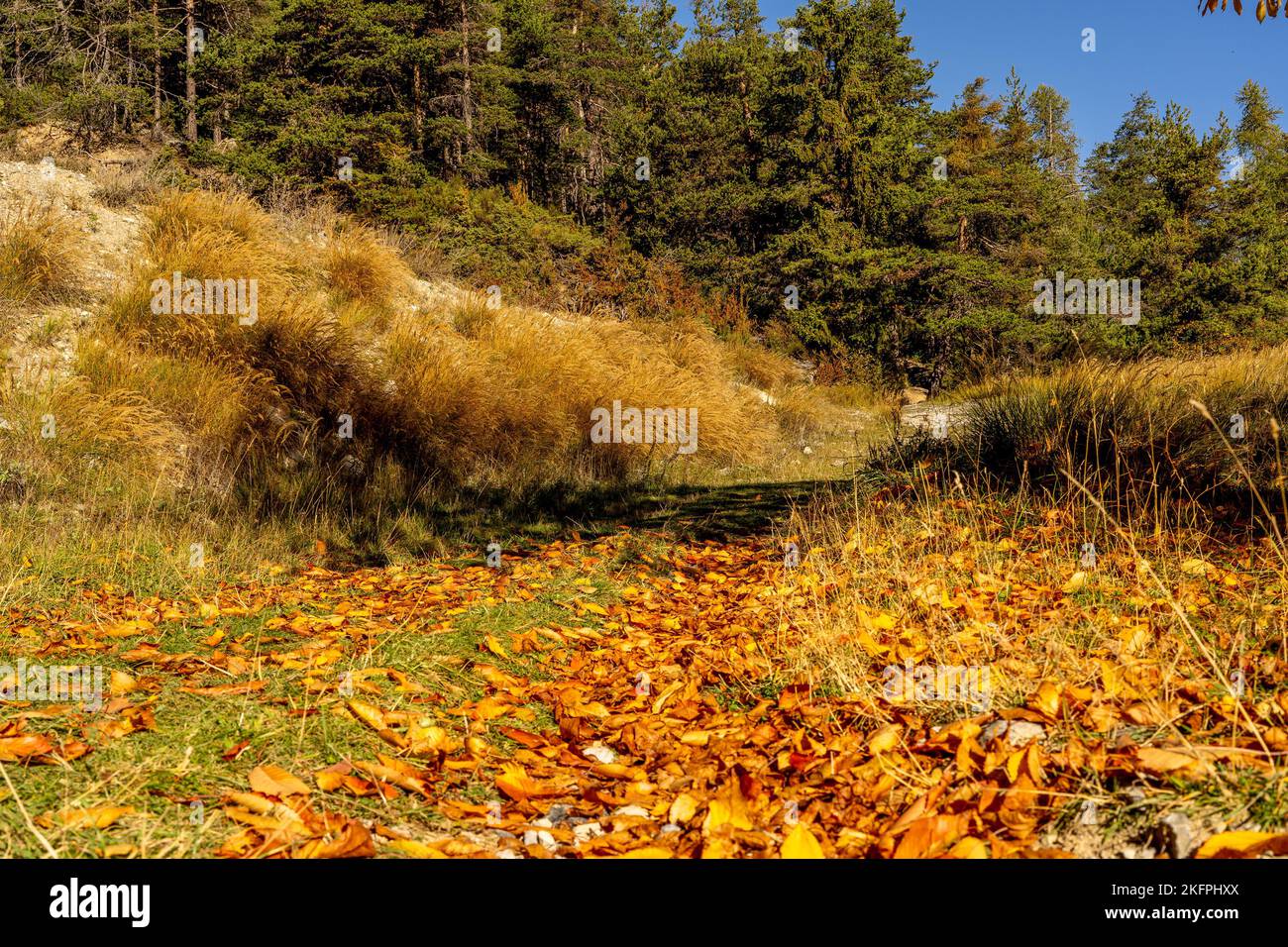Straße im Herbstwald mit gelben Bäumen und Sonne. Fallen hinterlässt einen natürlichen Hintergrund. Hochwertige Fotos Stockfoto