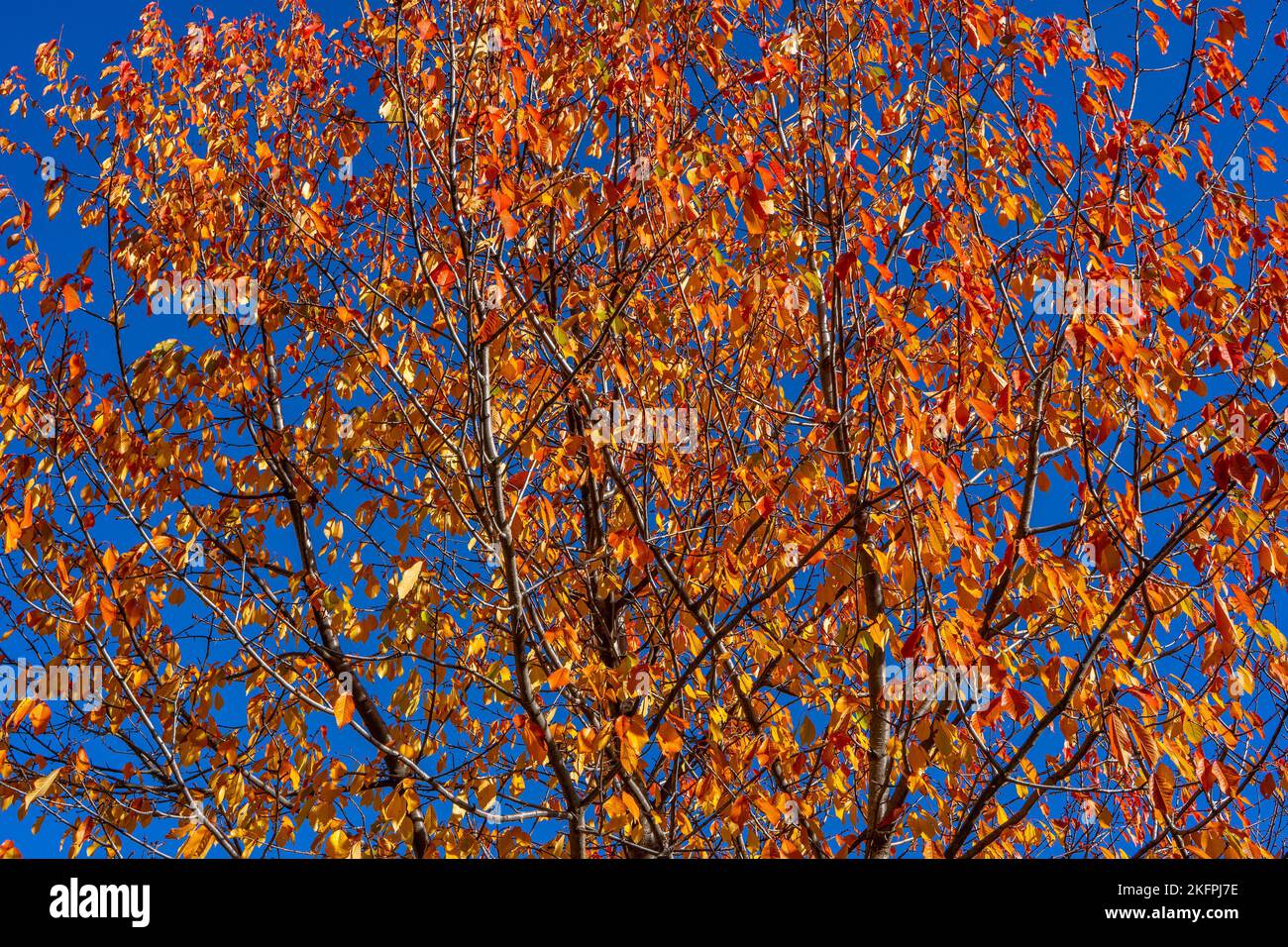 Schöner Herbstbaumhintergrund über blauem Himmel, roten und gelben Blättern. Hochwertige Fotos Stockfoto