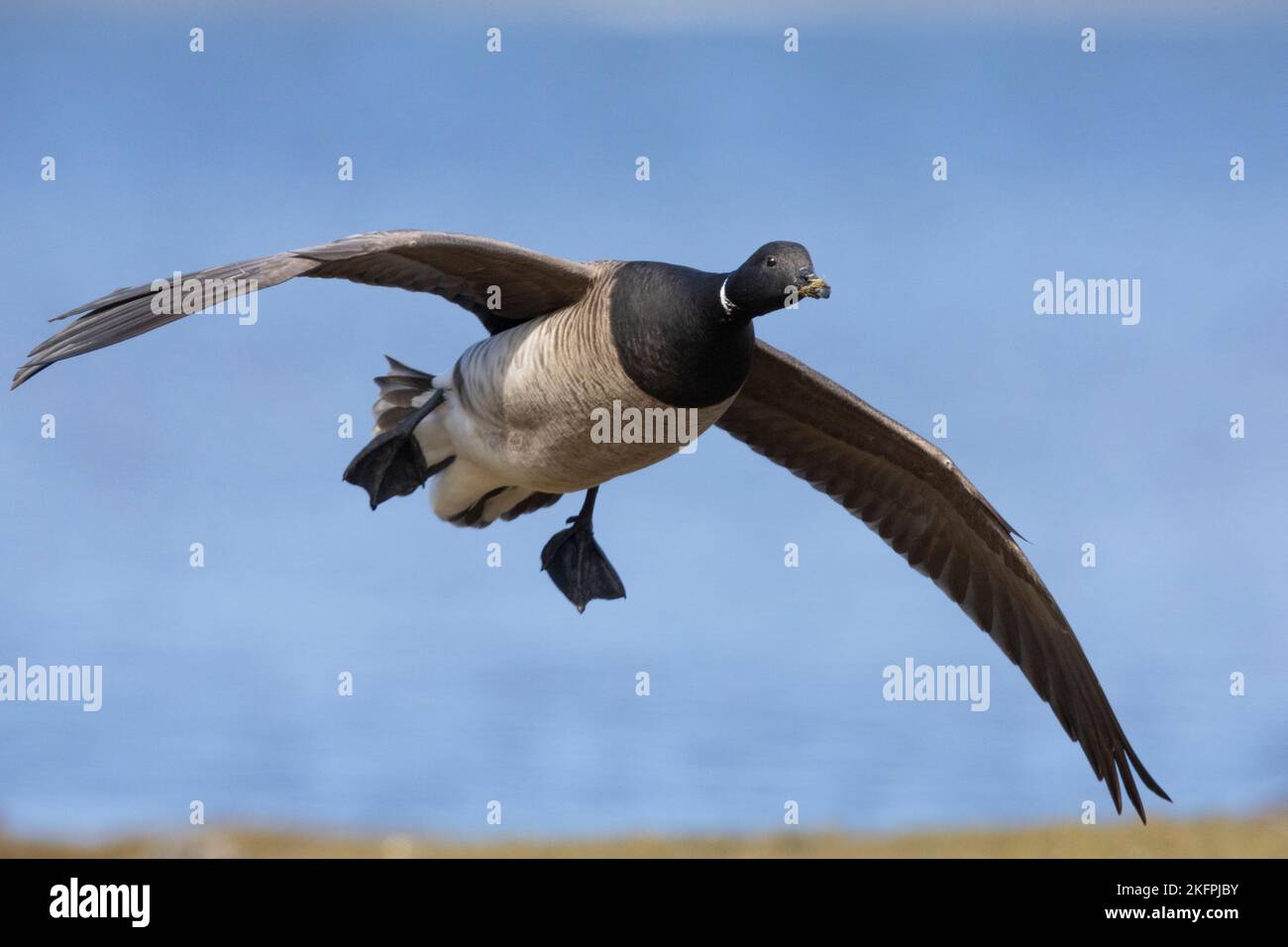 Brent Goose (Branta bernicla hrota), Erwachsener im Flug, Hauptstadtregion, Island Stockfoto