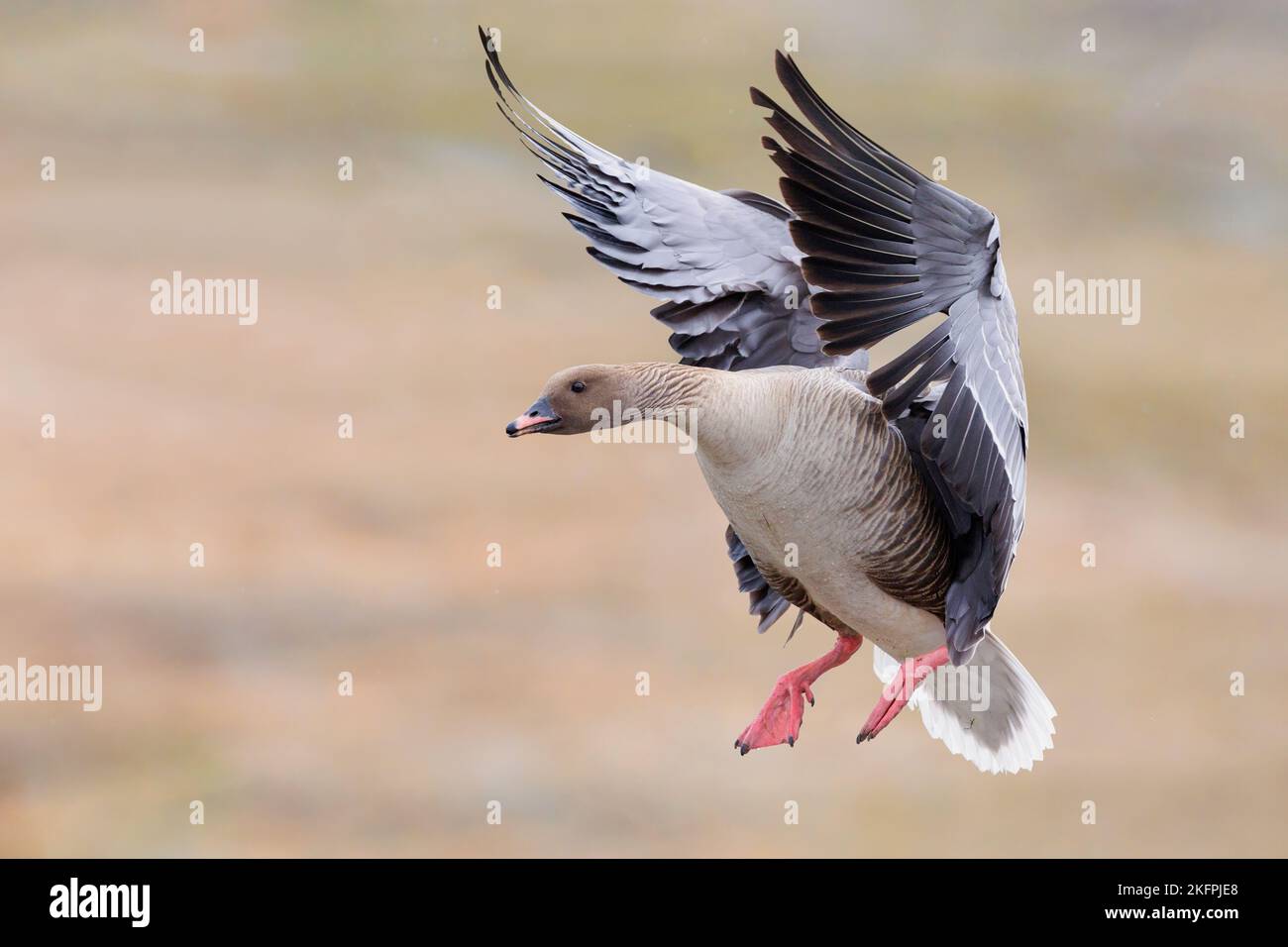 Rosafarbene Gans (Anser brachyrhynchus), erwachsenes Männchen im Flug, Nordwestregion, Island Stockfoto
