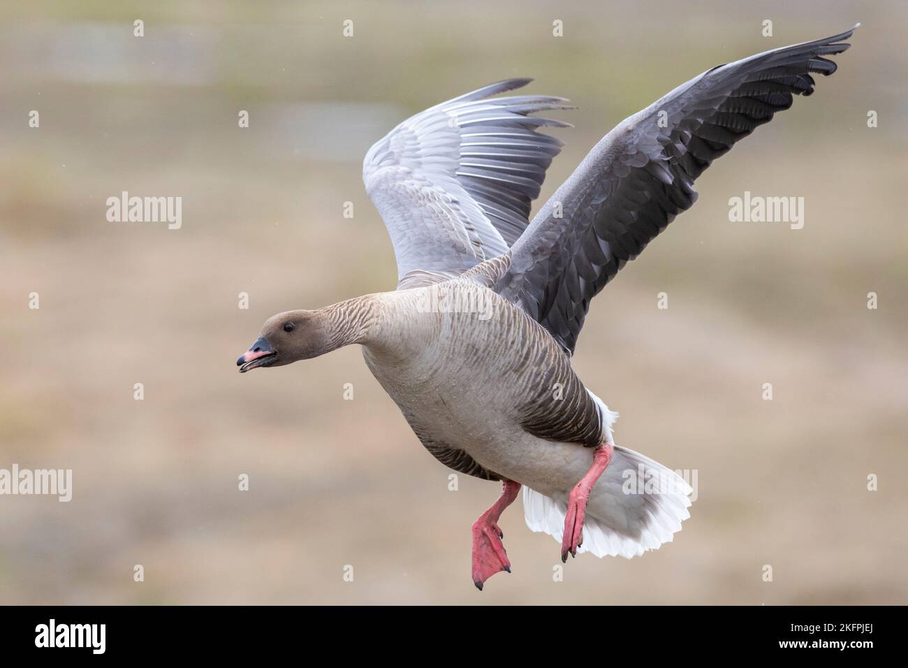 Rosafarbene Gans (Anser brachyrhynchus), erwachsenes Männchen im Flug, Nordwestregion, Island Stockfoto