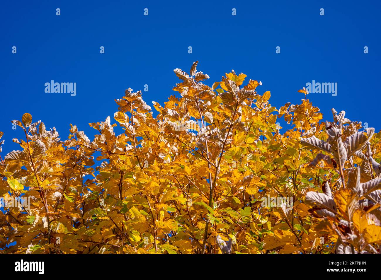 Schöner Herbstbaumhintergrund über blauem Himmel, roten und gelben Blättern. Hochwertige Fotos Stockfoto