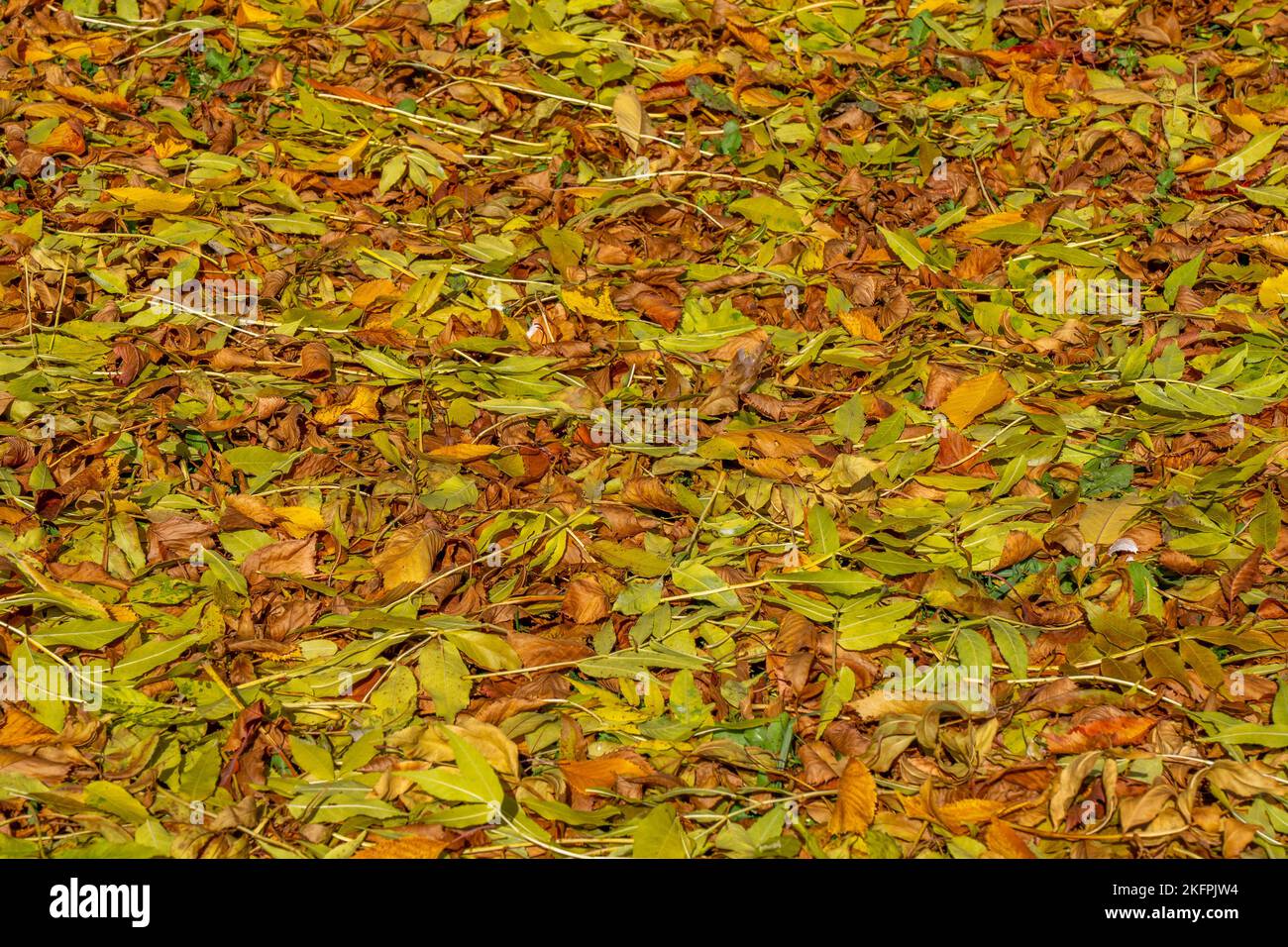 Farbenfrohe Rückseite mit herbstlichen Herbstblättern, Nahaufnahme von gelben und orangefarbenen Blättern. Hochwertige Fotos Stockfoto