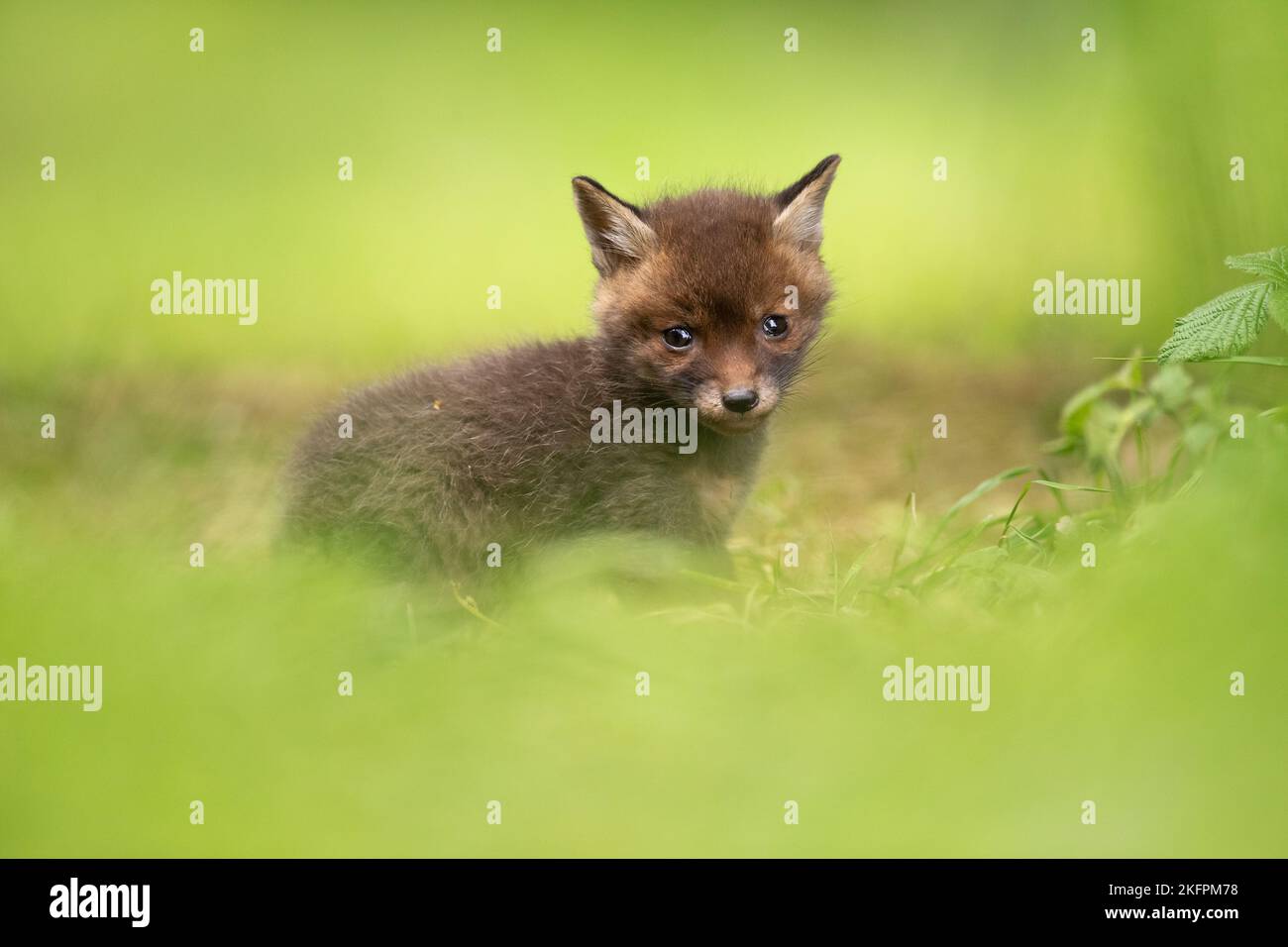 Ein sehr junges Fuchsjunge erforscht seine neue Umgebung außerhalb der Höhle Stockfoto