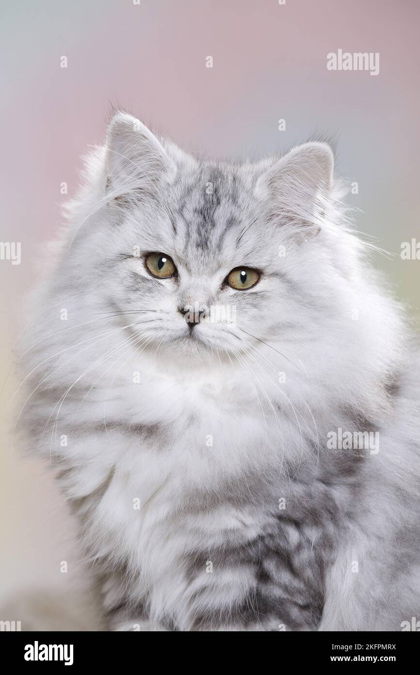 junge Highlander Stockfoto
