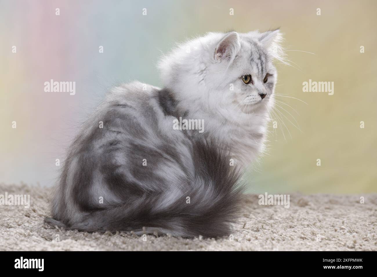 junge Highlander Stockfoto