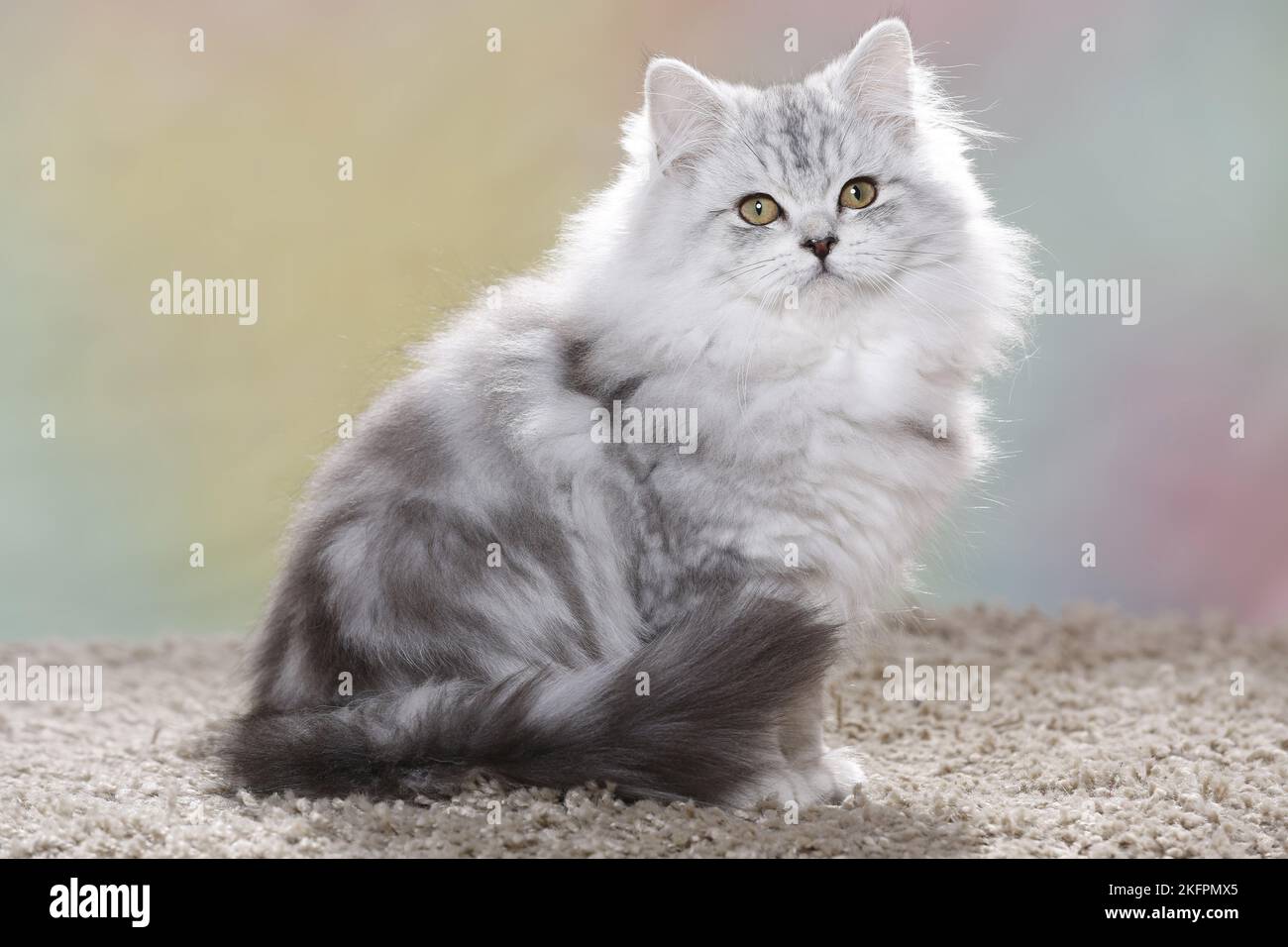 junge Highlander Stockfoto