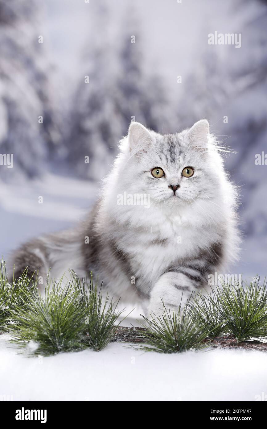 junge Highlander Stockfoto