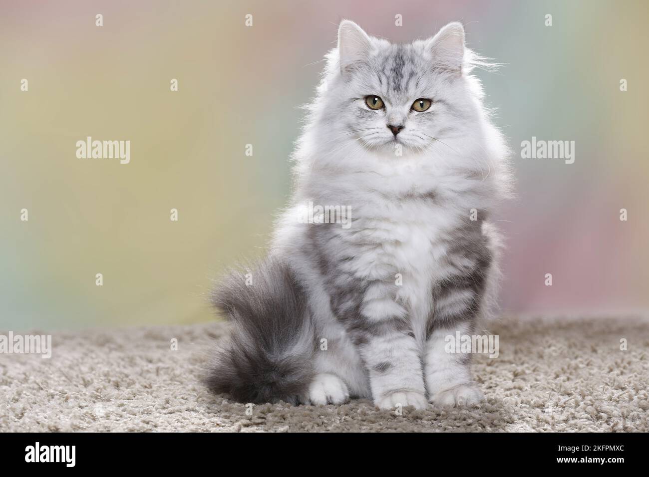 junge Highlander Stockfoto