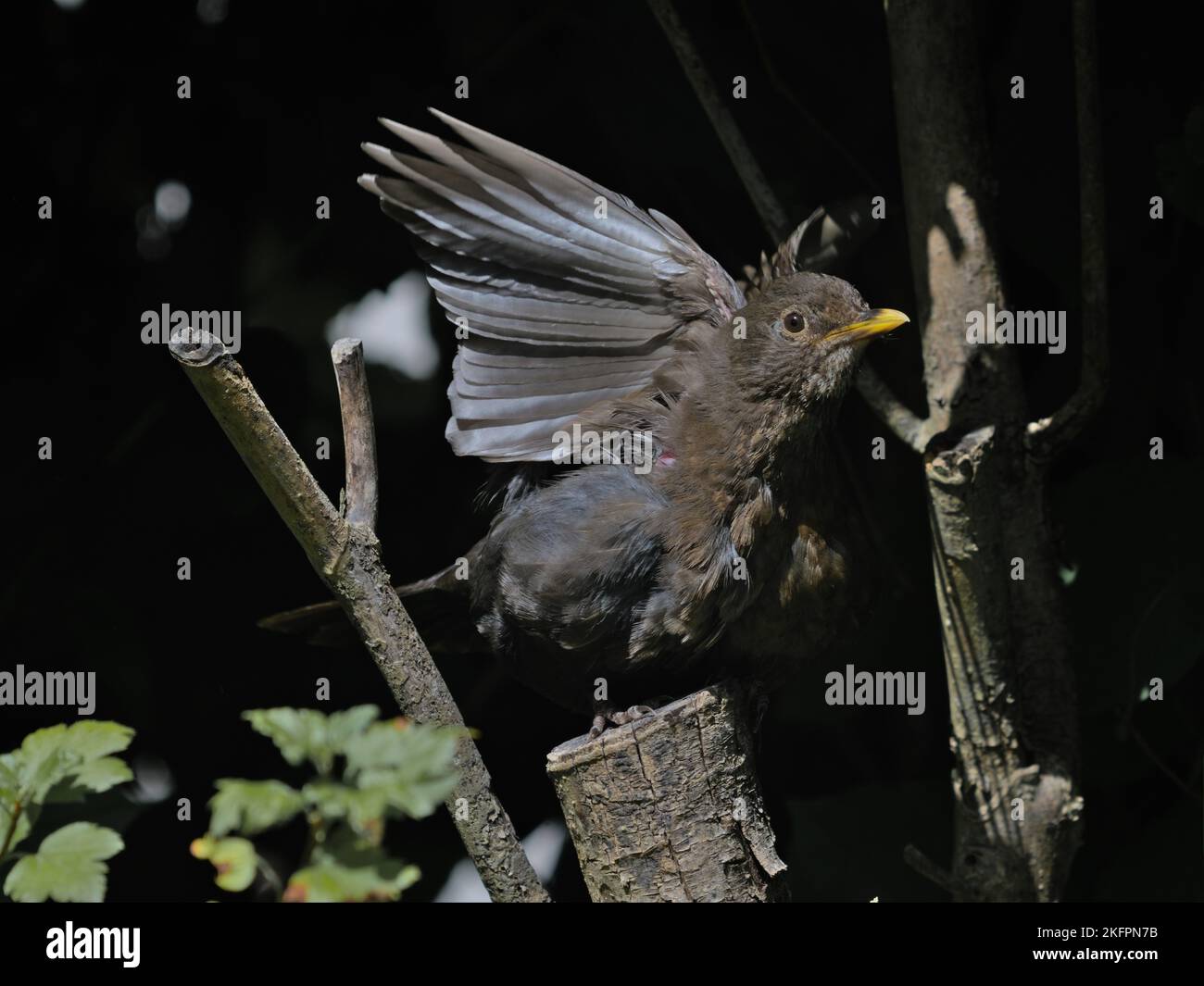 Amsel (Turdus merula) streckt sich im Unterholz auf einen sonnenbeschienenen Baumstumpf Stockfoto