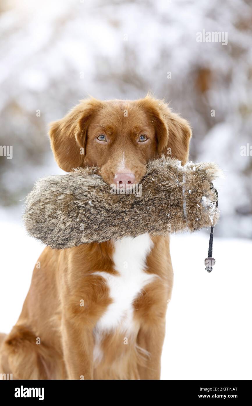 Nova Scotia Duck Tolling Retriever mit Dummy Stockfoto