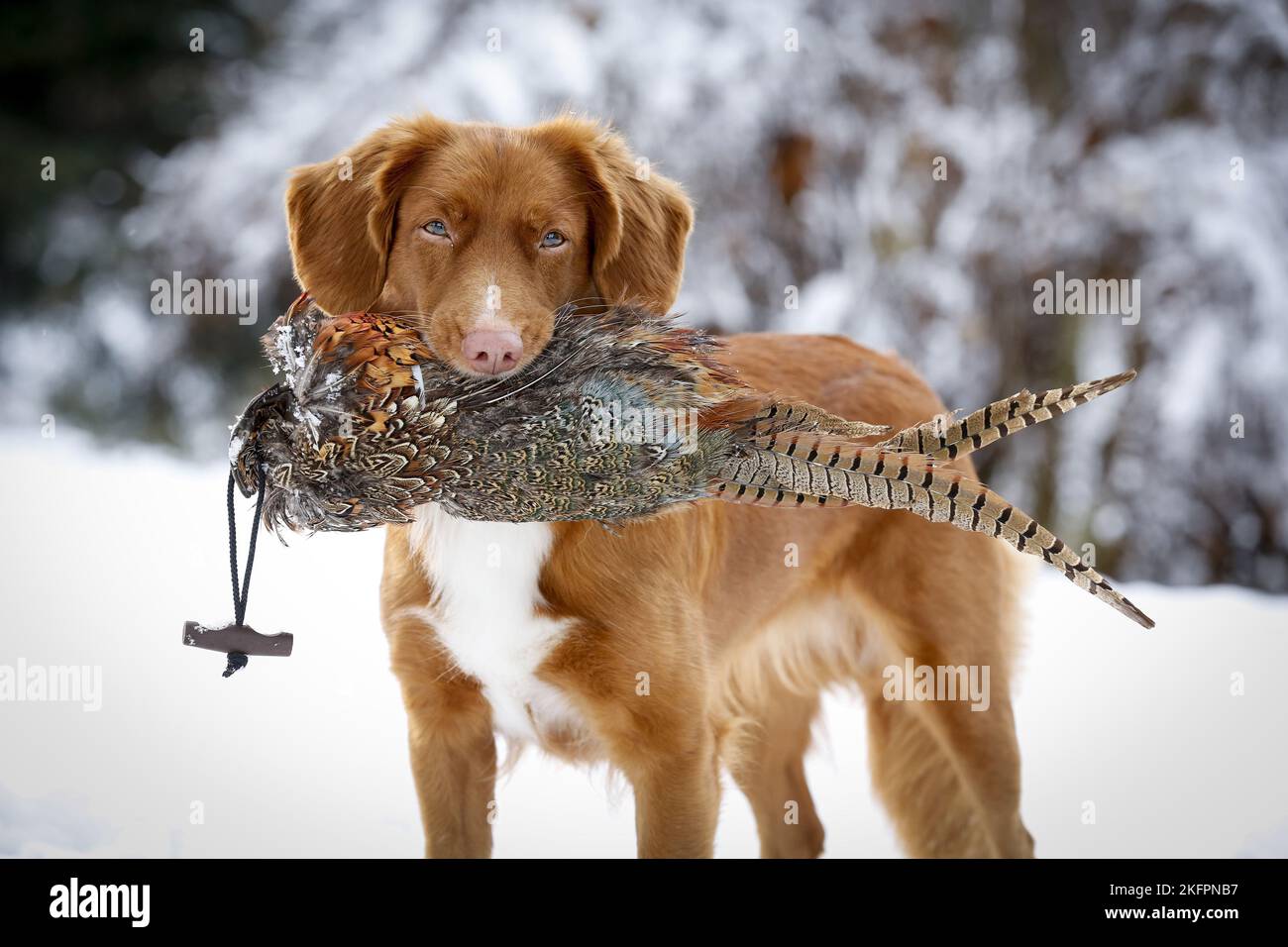 Nova Scotia Duck Tolling Retriever mit Dummy Stockfoto