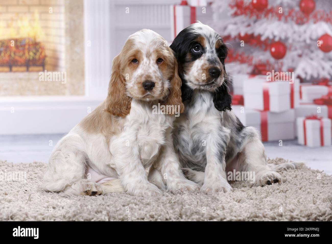2 English Cocker Spaniel Welpen Stockfoto