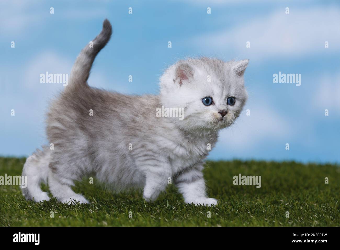 Highlander Kitten Stockfoto