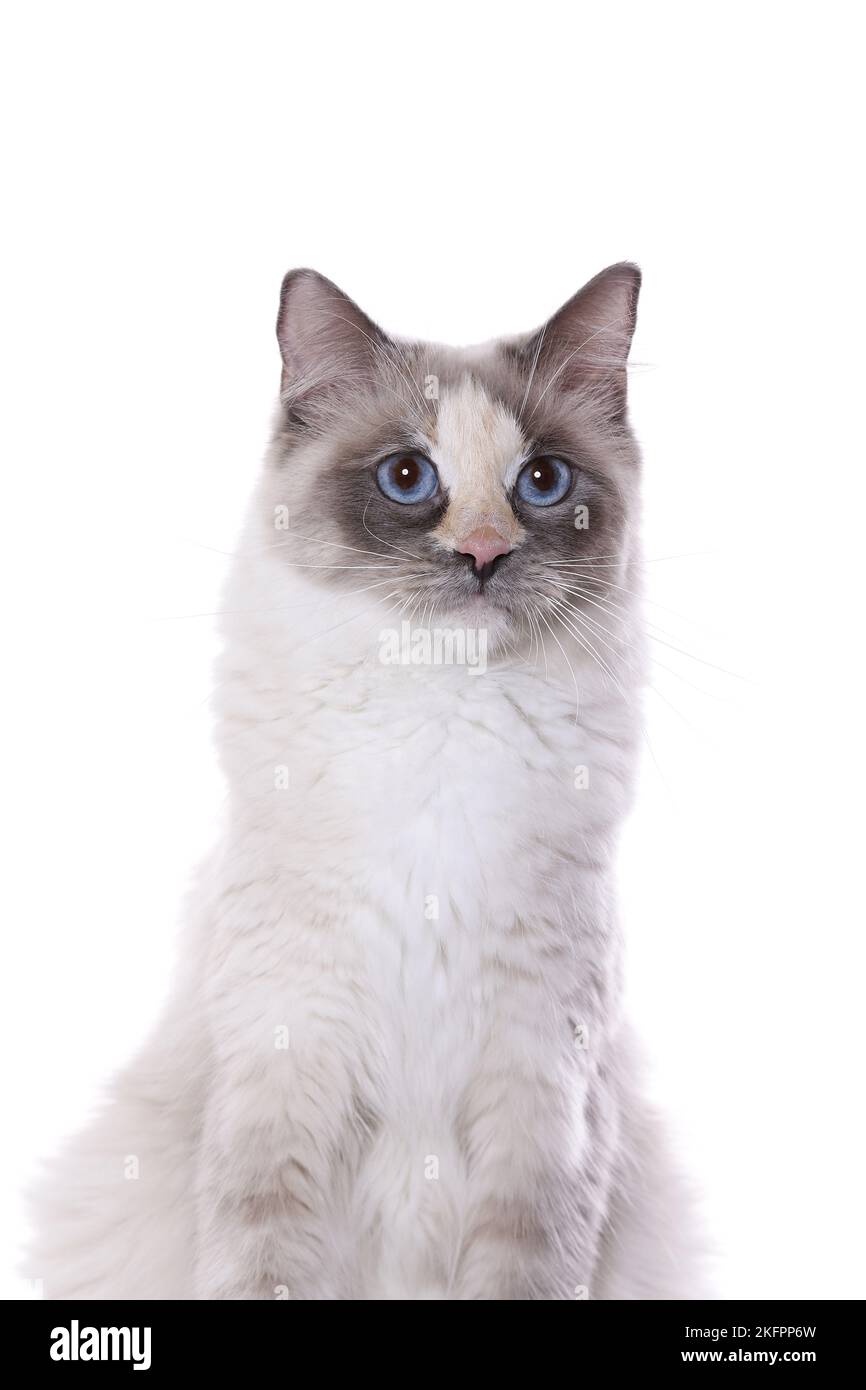 Ragdoll-Portrait Stockfoto