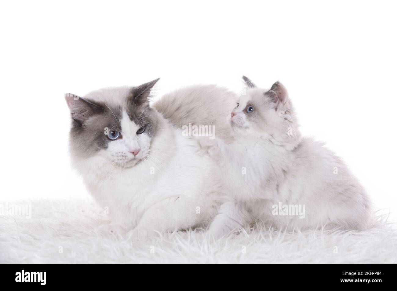 2 Ragdolls Stockfoto