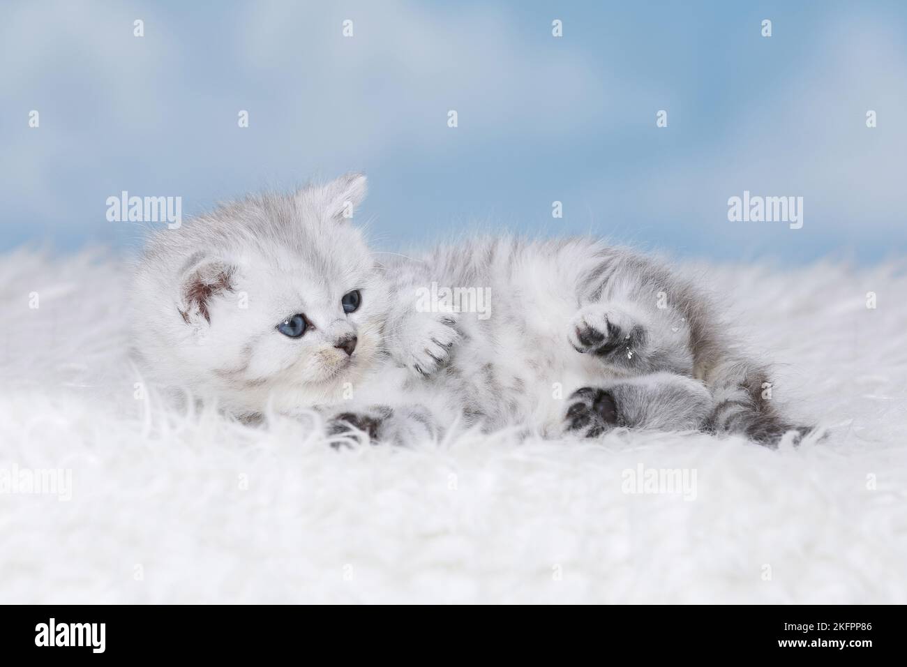 Highlander Kitten Stockfoto