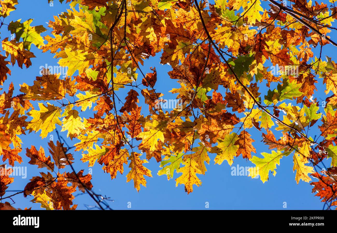 Scharlach-Eiche (Quercus coccinea) im Herbstlaub. Zweige mit wechselnden Blättern in leuchtenden Gold- und Rottönen. Charles River Peninsula, Needham. Stockfoto