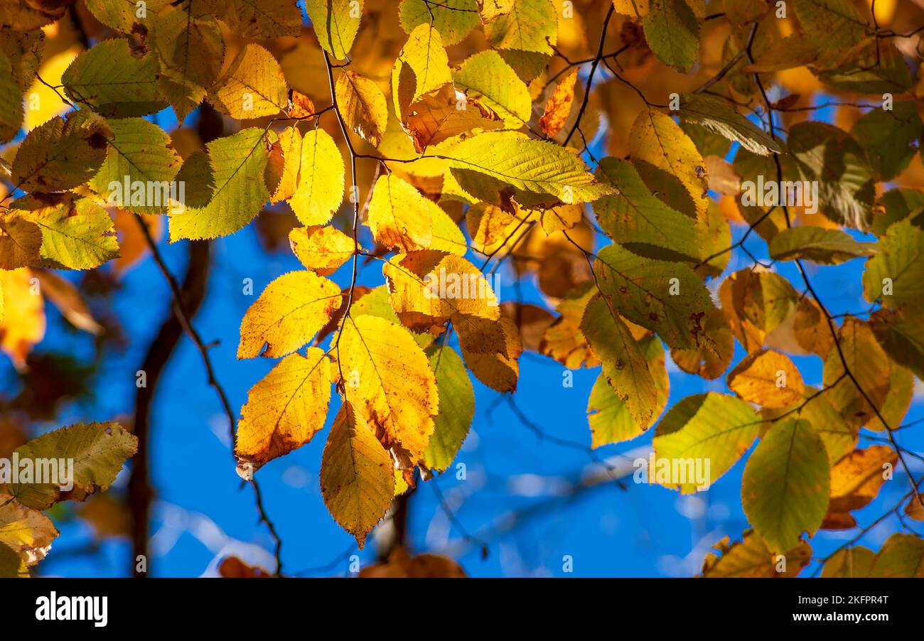 Amerikanische Hainbuche (Carpinus caroliniana) - Zweige mit wechselnden Blättern. Lebhaftes Herbstlaub in Neuengland. Charles River Peninsula, Needham MA, USA Stockfoto