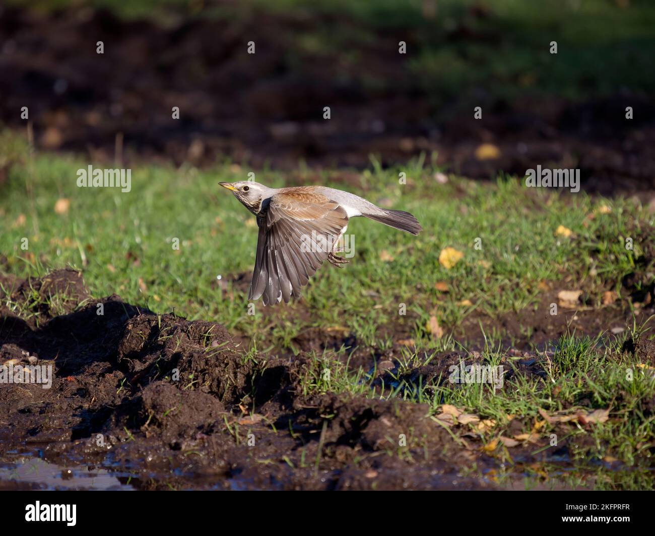 Feldfare, Turdus pilaris, Single Bird in Flight, Staffordshire, November 2022 Stockfoto
