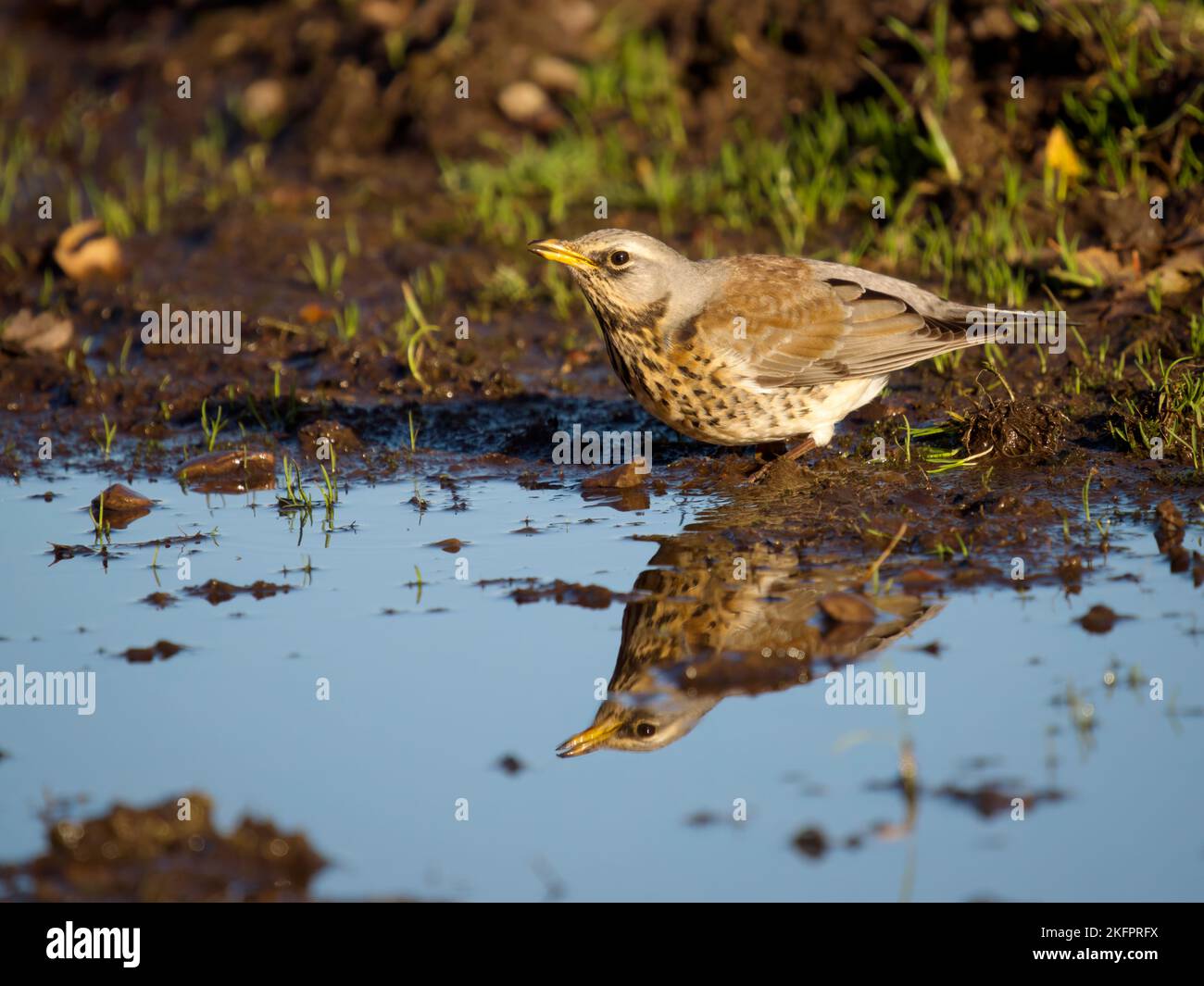 Feldfare, Turdus pilaris, Single Bird at Water, Staffordshire, November 2022 Stockfoto